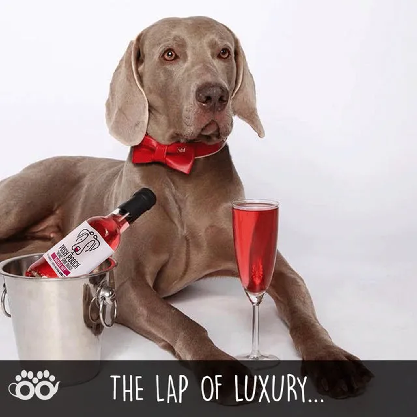 Posh Pooch Dog Wine Duo Pack
