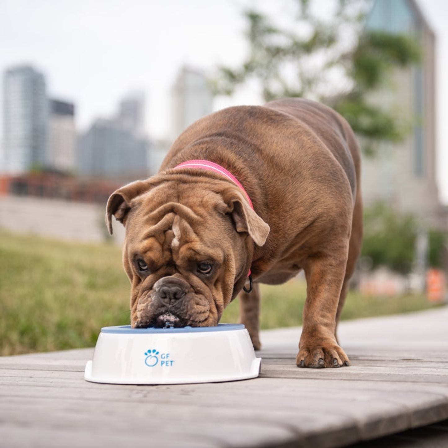 GF Pet Ice Bowl